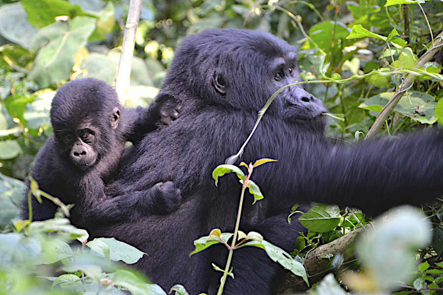 5 Days Bwindi and Akagera N/P Safari