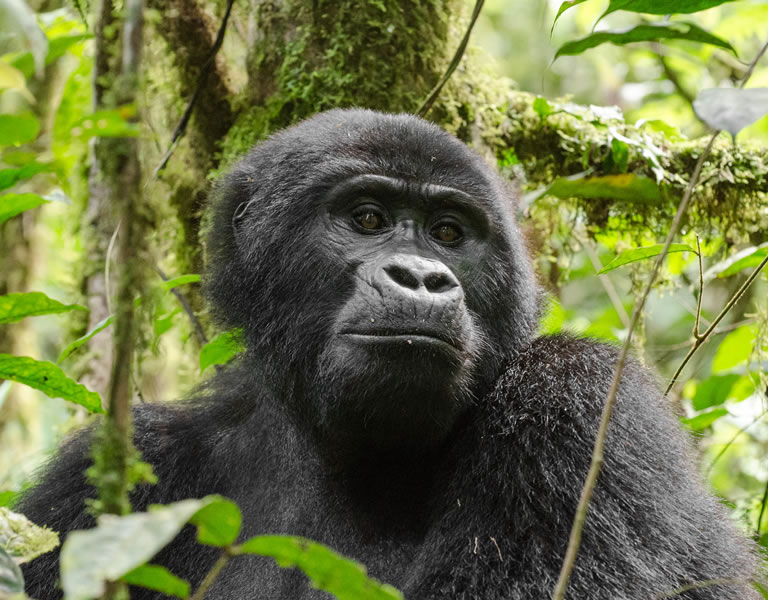  3-Day Uganda Bwindi Gorilla Trekking Safari
