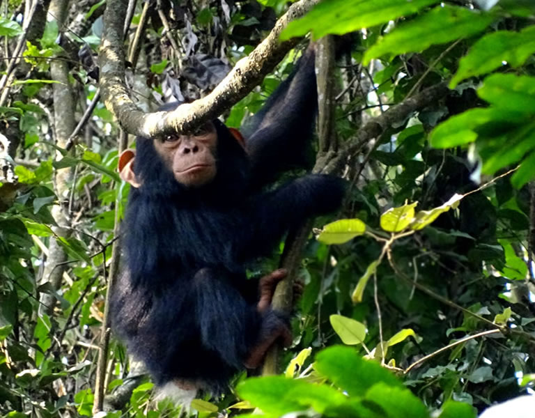 4-Day Kibale Chimpanzee & Gorilla Trekking 
