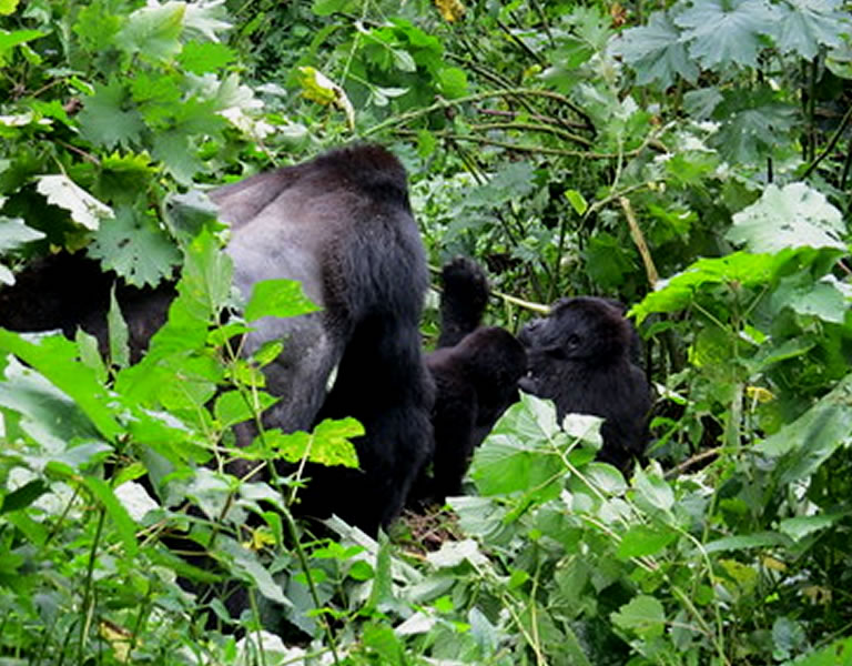 4-Days Gorilla Trekking and Night Safari in Lake Mburo