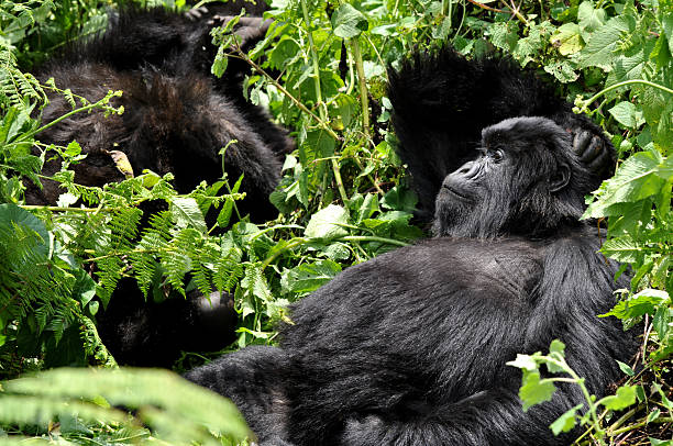 5 Days Uganda Gorillas and Chimpanzee tracking
