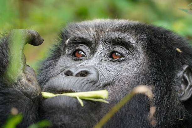 The cost of gorilla trekking in Uganda