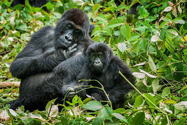 6 Days Bwindi from Kigali & Maasai Mara