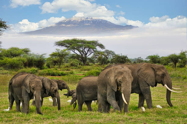12 Days Maasai Mara and Kilimanjaro Hiking