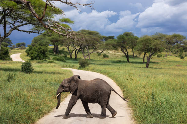 6 Days Uganda Flying Safari