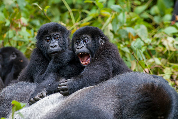8 Days Gorilla Circuit in D. R Congo Uganda and Rwanda