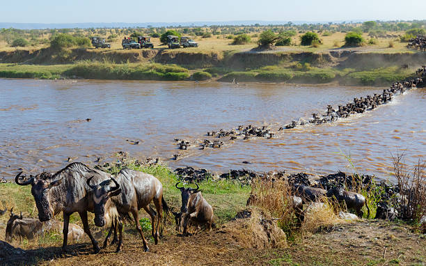 8 Days Uganda Tanzania and Safari