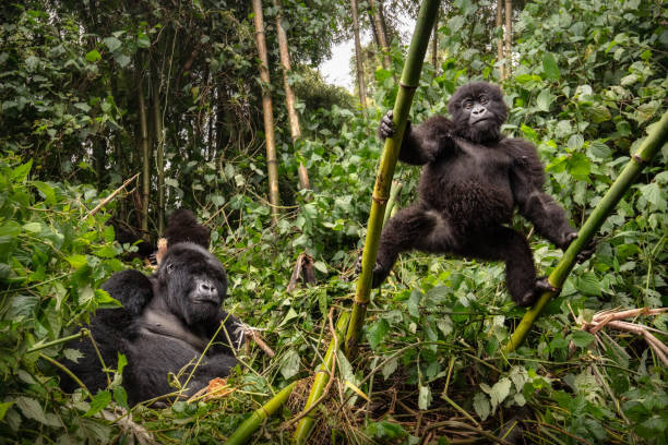 5 days Rwanda wildlife and Congo Gorillas