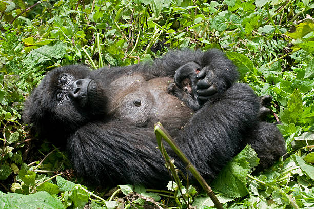 Uganda Mountain Gorillas