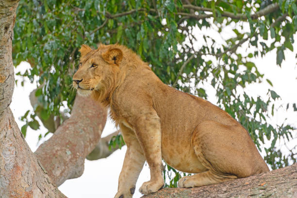 3 Day Uganda Budget Tour
