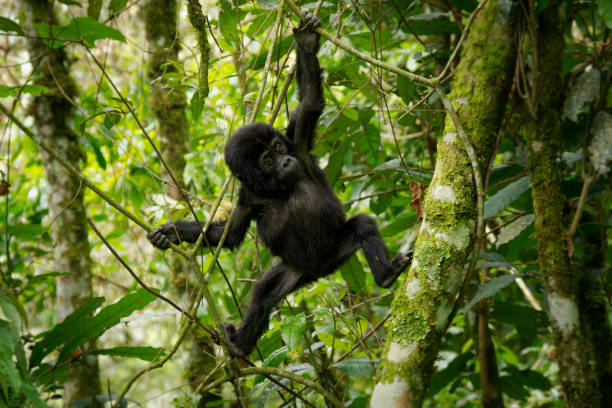 4 Days Luxury Uganda and Rwanda Gorillas