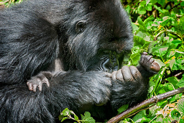 3 Days Bwindi Gorilla Habituation