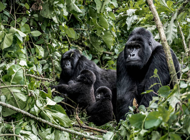6 Days Kibale Queen Elizabeth and Lake Mburo N/P