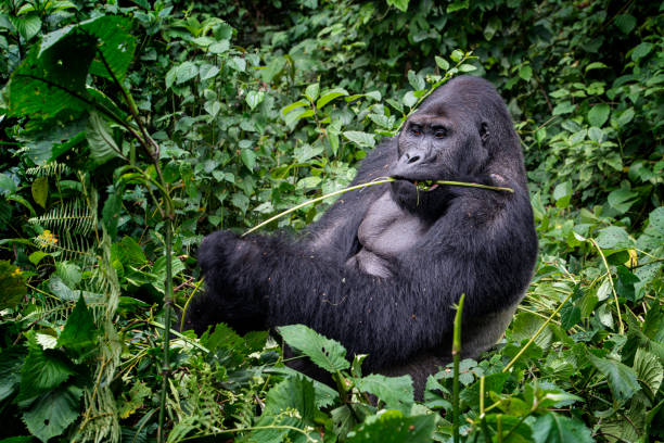 8 days Uganda Gorillas and Mafia Island Vacation
