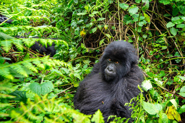 6 Days Rwanda Gorillas and Serengeti Wildebeest Migration
