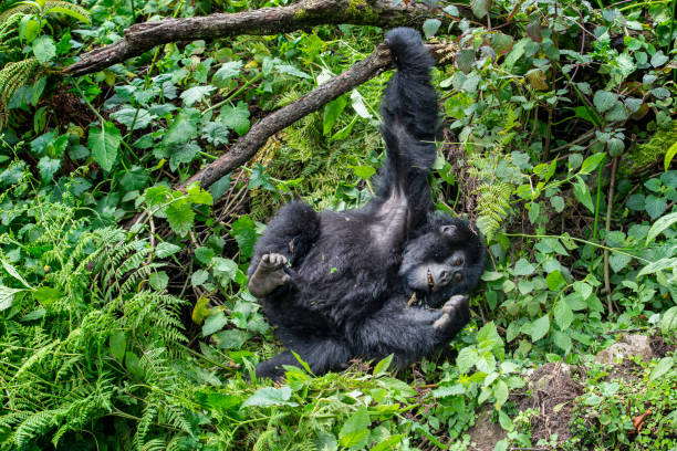 3 Days Rwanda Gorillas and Bisoke Hike