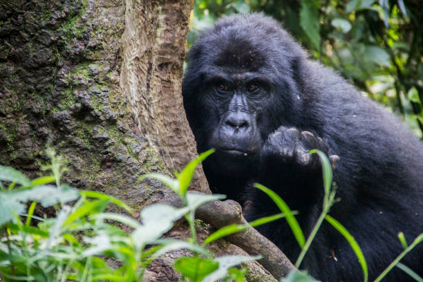 4 Days Mgahinga and Lake Bunyonyi Safari