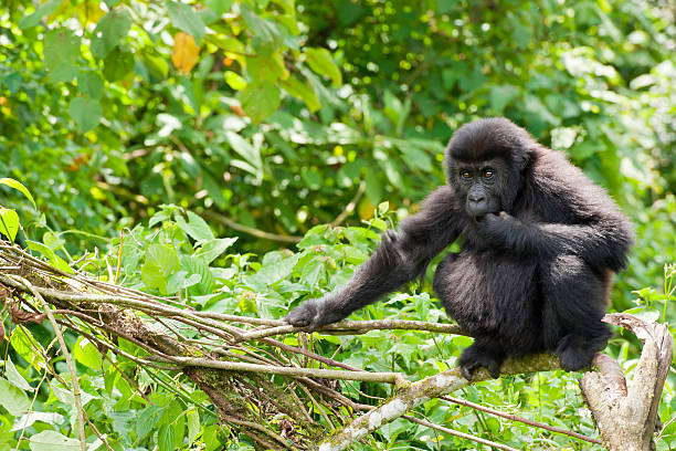7 days Congo Lowland and Mountain gorillas