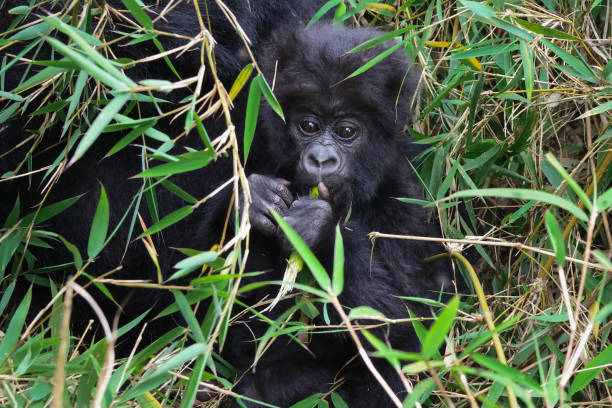 5 Days Rwanda Primates Safari