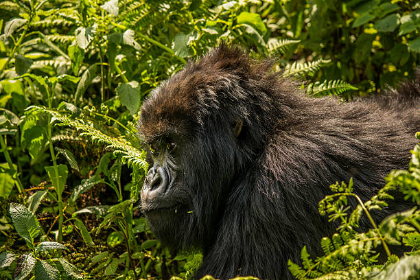 3 Days Dian Fossey Hike and Musanze Caves Tour