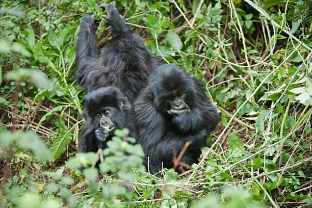 4 Days Rwanda Wildlife and Lowland Gorillas