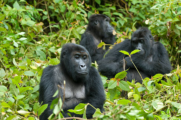 8 Days Uganda Wildlife, Gorillas and Birding safari