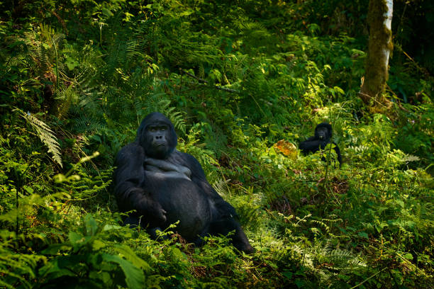 Combined Gorilla Trekking and Wildlife Safaris in Uganda