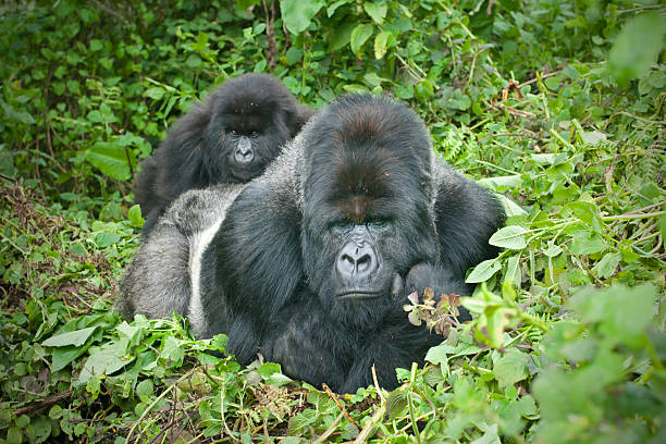 Planning for a gorilla trekking safari to Uganda?
