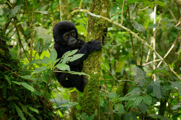 6 Days Uganda Gorillas and OI Pajeta Safari