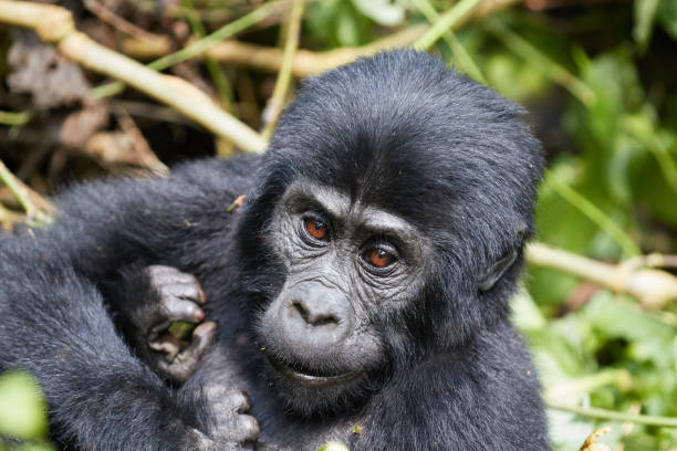 2 Days Best of Uganda Gorilla Safari