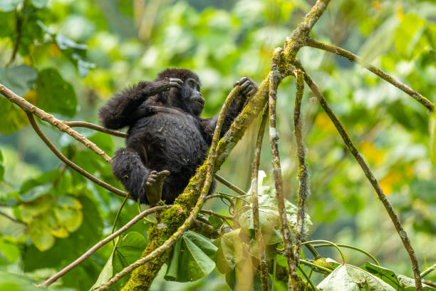 6 Days Uganda and Rwanda Primates Highlights