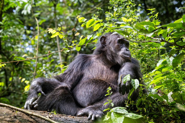 6 Days Uganda Primates and Lake Bunyonyi
