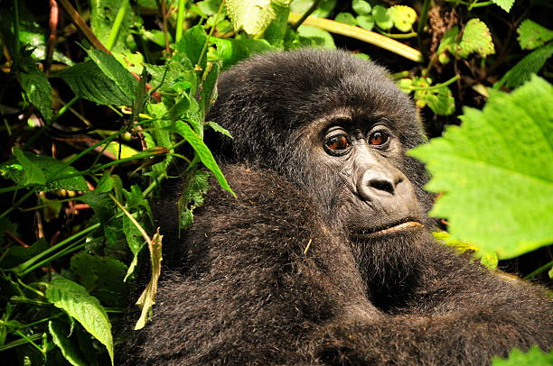 Rushaga Gorilla Sector