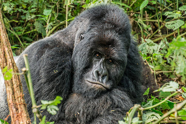 5 Days Virunga Gorillas and Nyungwe Chimpanzee Trekking