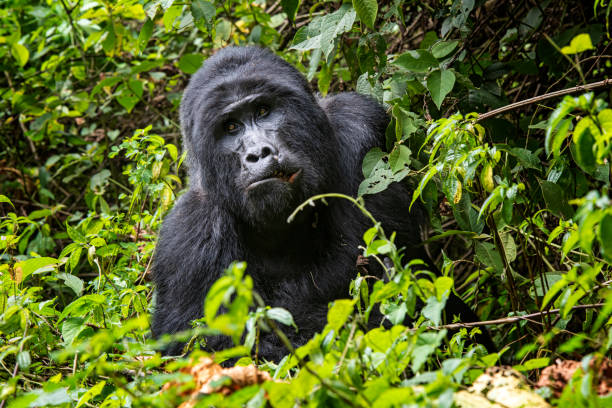 Buhoma Gorilla Sector