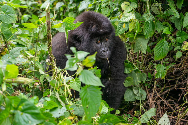 Mountain Gorilla in DRC