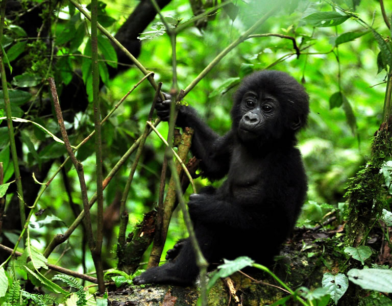 4 Days Gorilla Trekking and Night Safari in Lake Mburo