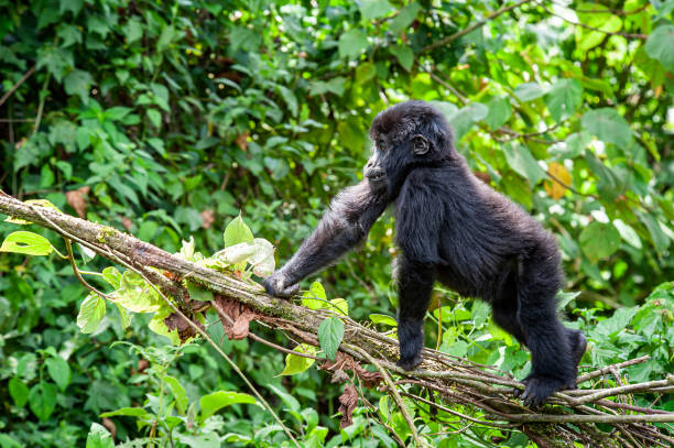 3 Days Congo Gorilla Trip