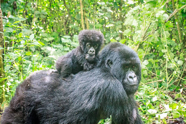 Gorilla and her baby in Virunga national park